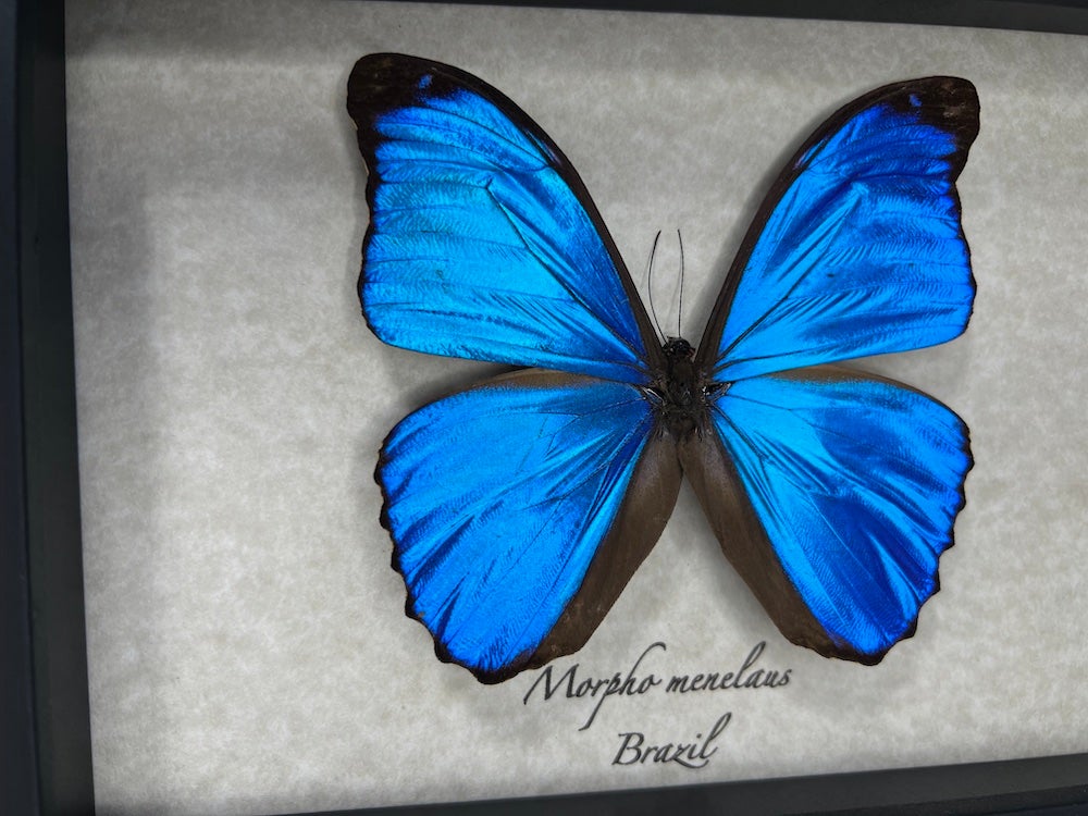 Morpho Menelaus – Museum | Elusive Specimens